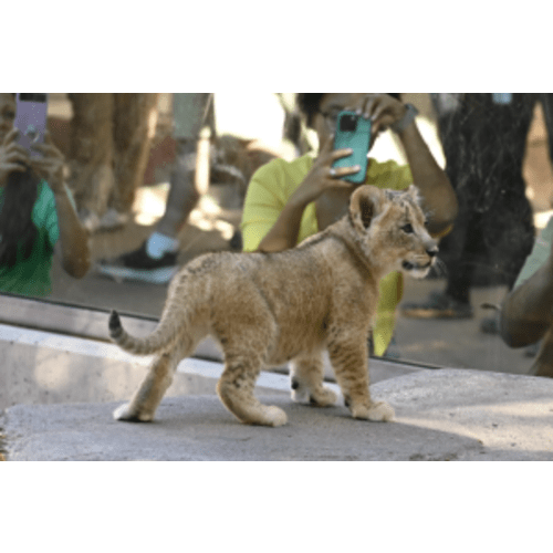Gift of a Year Membership | Denver Zoo