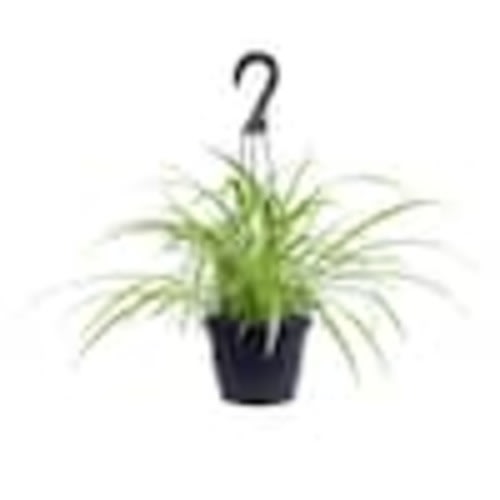 ALTMAN PLANTS 6 in. Spider Plant In Hanging Basket (Chlorophytum) 0872794
