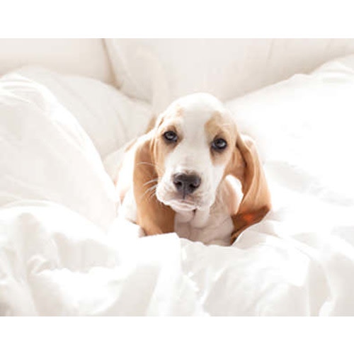 Washable Solid Shag Rug | Light Blue – Rugs USA 8 by 10