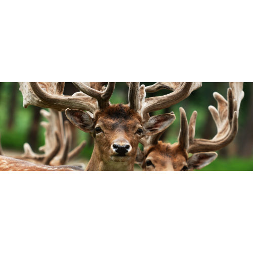 Wisconsin Deer Park