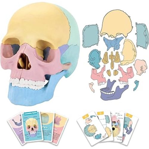 2025 New Human Anatomy Skull Model - 17 Part Puzzle with 10 Knowledge Flash Cards, Detachable Palm-Sized Mini Medical Model, Clinic Teaching Equipment, STEM Toy Gift for Kids