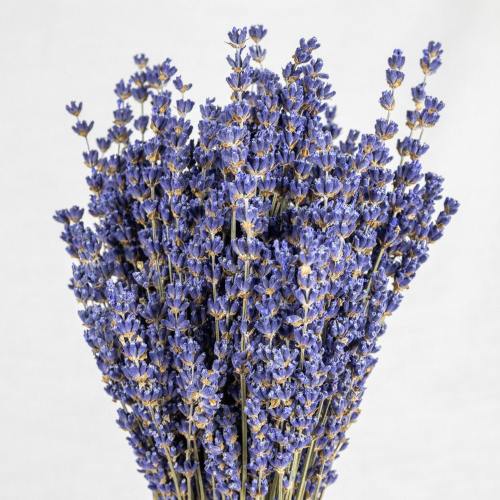Royal Velvet Dried Lavender Bundles - 2025 Eastern WA Harvest, Dark Purple, Extra Large Quality Bunches.