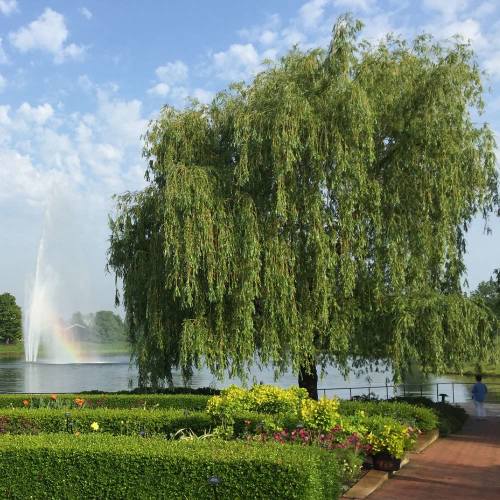 Weeping Willow Trees for Sale | FastGrowingTrees.com