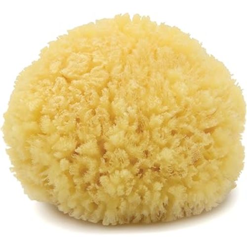 Neptune Caribbean Sea Sponge for Face & Body, Medium Approx. 5-6 Inch, Ultra-Soft Bath Sponge, Eco-Friendly & Biodegradable