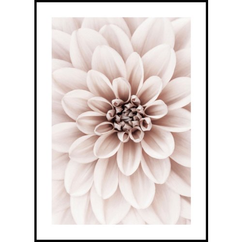 Pink Dahlia Poster