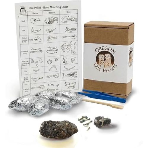 Dissection Kit, 6 Large Pellets with Tools and Bone Chart – Classroom Science