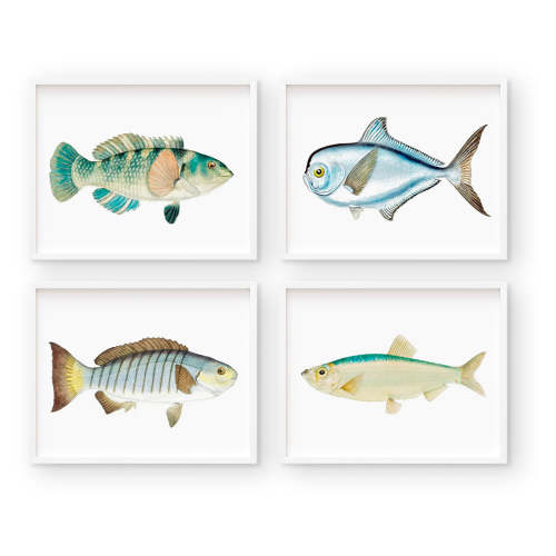 Vintage Bright Fish Illustration Wall Art Print Set – Urban Garden Prints