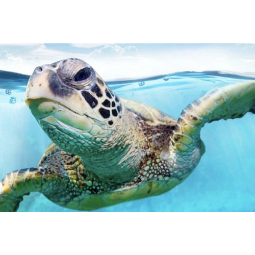 Adventure Aquarium Tickets
