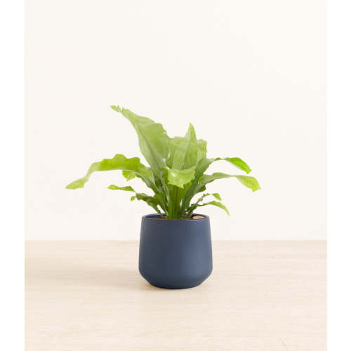 Birds&apos; Nest Fern