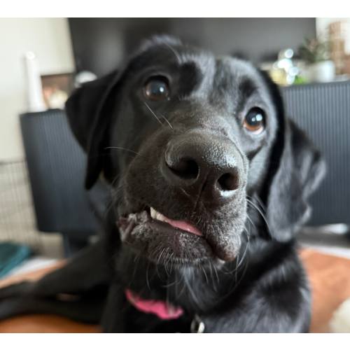 Doggy Daycare Fund