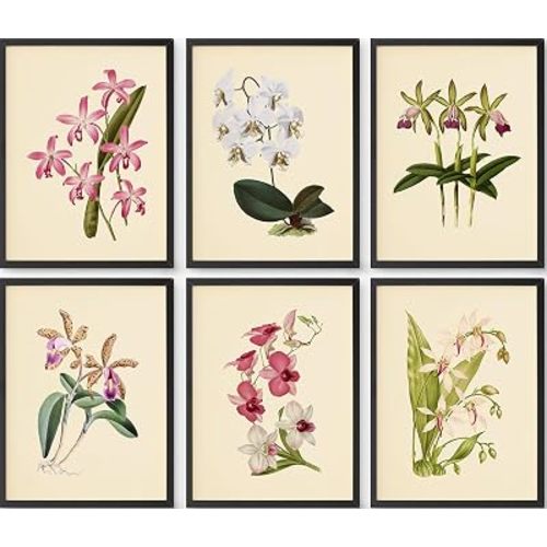 Vintage Orchid Botanical Wall Art Set of 6 – 8x10 Unframed Floral Prints – Classic Flower Artwork for Home Décor, Living Room, Bedroom, or Office – Elegant Botanical Illustration Prints