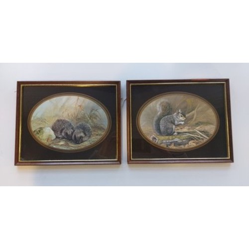 Collectable Framed Vintage Woodland Creatures Set Of 2 Pictures