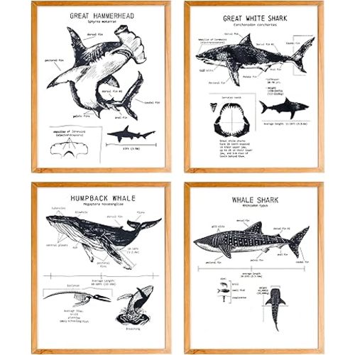 BearCake Shark Wall Decor Poster Classroom Decor,Vintage Great White Shark Educational Poster Room Decor, 8x10 Inches Set of 4 Unframed
