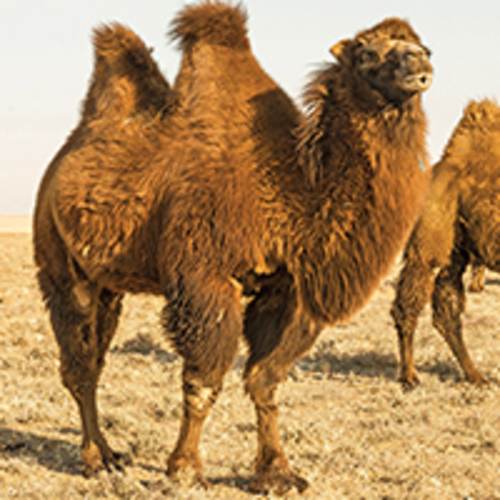Adopt a Bactrian Camel | Symbolic Adoptions from WWF
