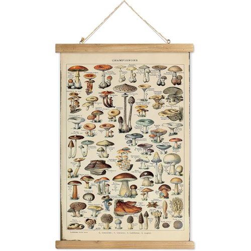 XIAOAIKA Vintage Mushroom Poster with Wooden Scroll Frame - Classic Botanical Print with Variety of Fungi Species - Retro Style Wall Art Decor for Kitchen, Living Room, Classroom 16 x 23 Inches