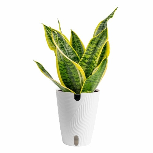 Costa Farms Assorted. Sansevieria House plant in 1.4 Quart(s) Self-watering pot 1 -Pack