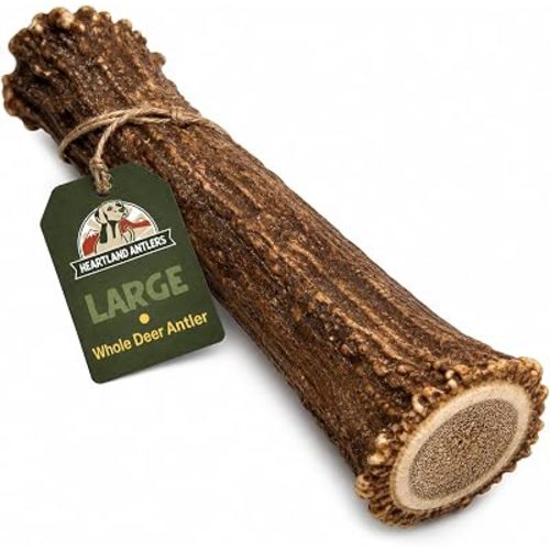 Heartland Antlers Whole Deer Antler for Dogs, Large 6-8 Inch Long Lasting Dog Chew for Aggressive Chewers, Naturally Shed Grade A, USA Sourced, Odor Free, 45-65 lb Breeds, 1-Pack