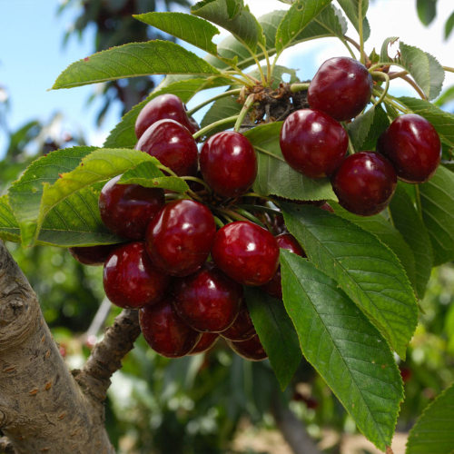 Lapins Cherry Trees for Sale | FastGrowingTrees.com