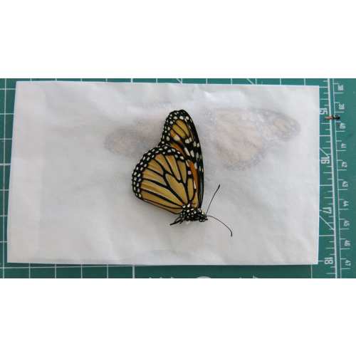 monarch butterfly Danaus plexippus specimen