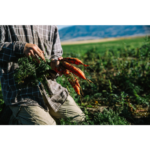 A box of local veggies ( Farmers Market Fund)