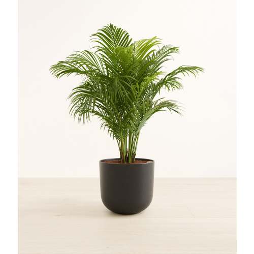 Areca Palm, Black Pot