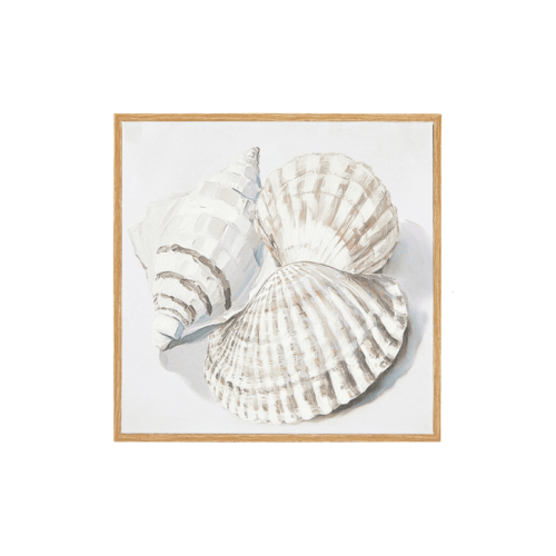 Shells Framed Canvas