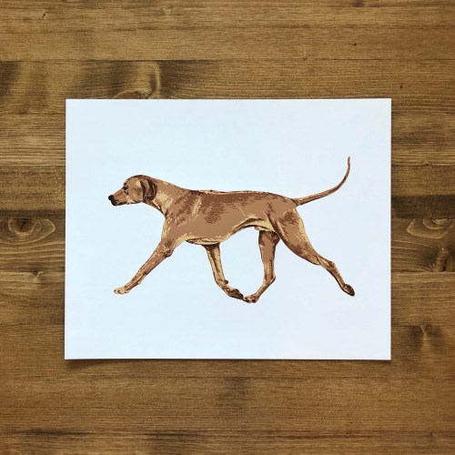 Rhodesian Ridgeback Print