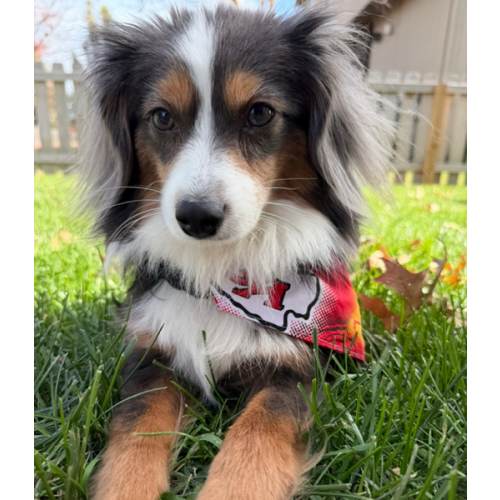 Take Murphy to the Park!