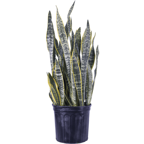 Sansevieria Laurentii | Snake Plant (XL) Live Plants in 10" growers pot - Walmart.ca