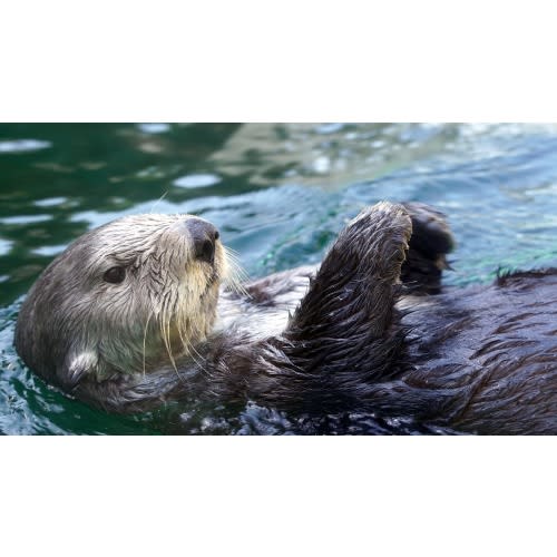 Member Portal - Seattle Aquarium