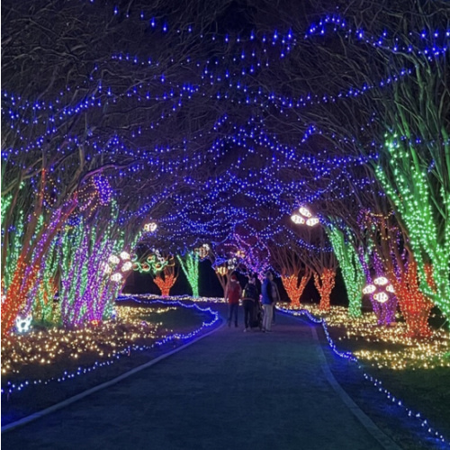 Family Tickets to Norfolk Botanical Gardens Christmas Lights