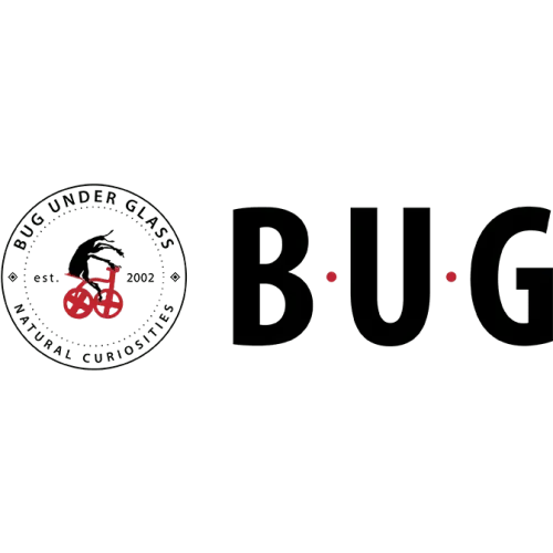 Insect Frames for Sale | Glasswing Butterfly for Sale