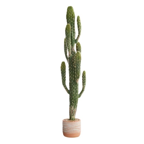 Cactus Arrangement in Terracotta Ceramic Pot, 38"