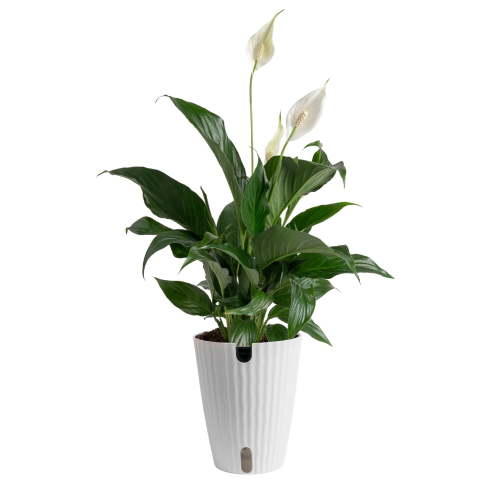 Costa Farms 12" Peace Lily Live Plants in 5" Self-Watering Pot