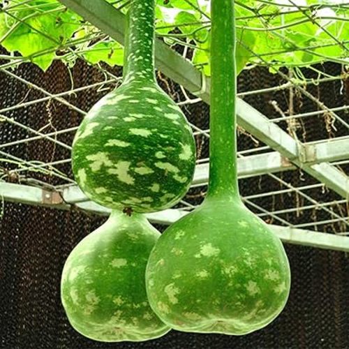 KVITER 10 Dipper Gourd Seeds (Lagenaria Siceraria) – Long Handle Dipper Gourd, Heirloom Seeds Non GMO Organic – Perfect Gourds for Crafts – Great for Outdoor Vegetable Garden, Containers & Trellises