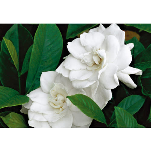 Night Nurse/Postpartum Doula Cash Fund