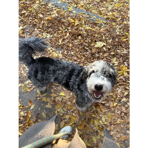 Dog Walking
