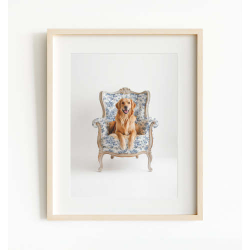Golden Retriever Dog on Chair (8x10)