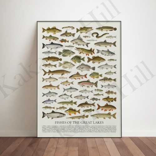 Fishes of the Great Lakes: Retro Style Animal Identification Chart
