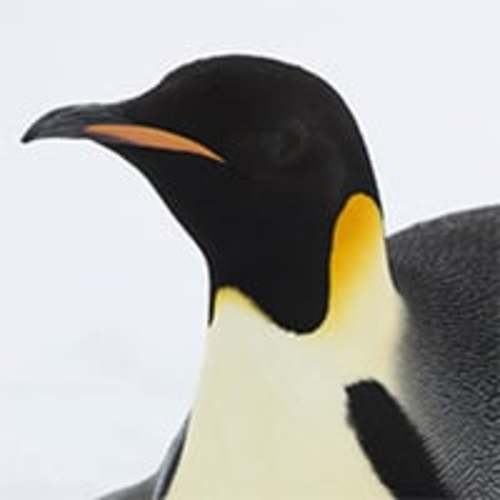 Adopt an Emperor Penguin | Symbolic Adoptions from WWF