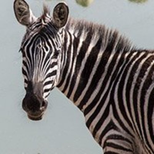 Adopt a Zebra | Symbolic Adoptions from WWF