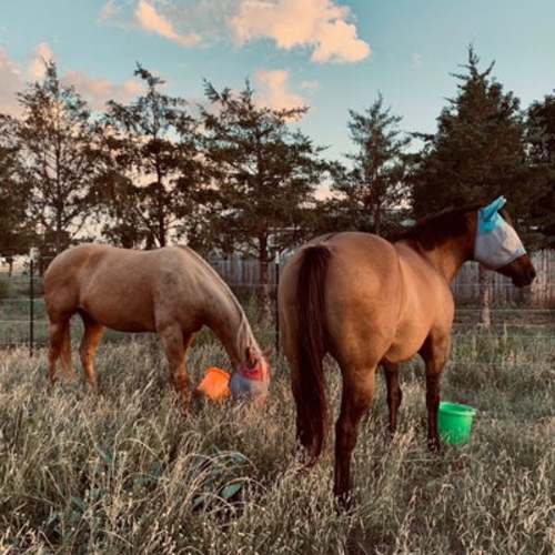 All Things Western Official: TikTok, Instagram | Linktree
