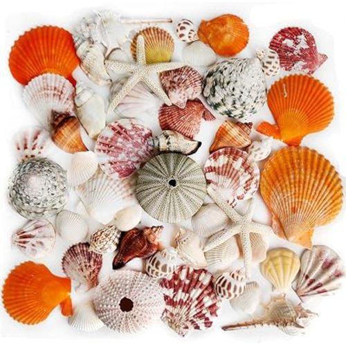 Natural Mixed Sea Shells,15 Kinds Seashells,Starfish,Urchins,1-3.5 Inches