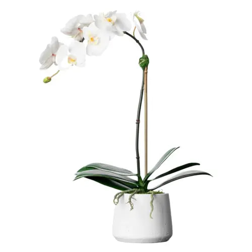 Orchid Floral Arrangements in Planter