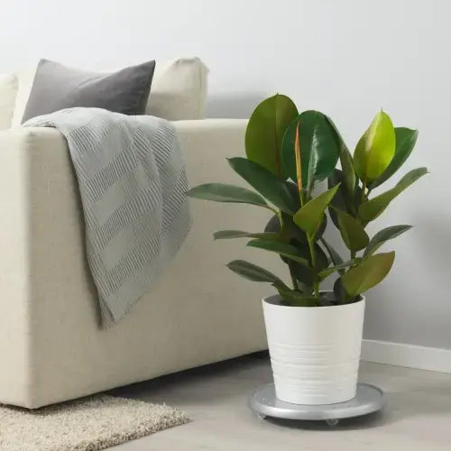FICUS ELASTICA potted plant, Rubber plant assorted species plants, 6" - IKEA