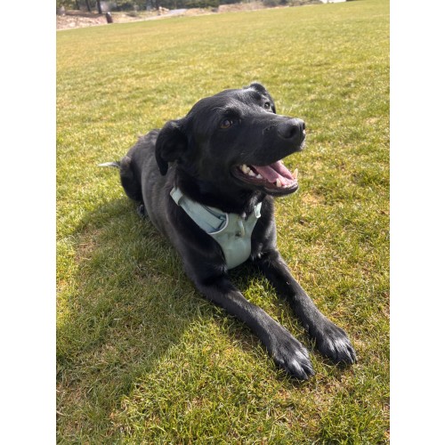 Dog walks for Sadie girl