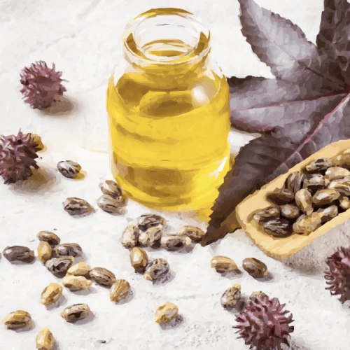 Castor Oil {Organic} (Ricinus communis) | Natural Ingredients | Earthley | Earthley Wellness