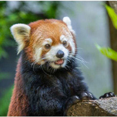 Gift Cards — Oregon Zoo