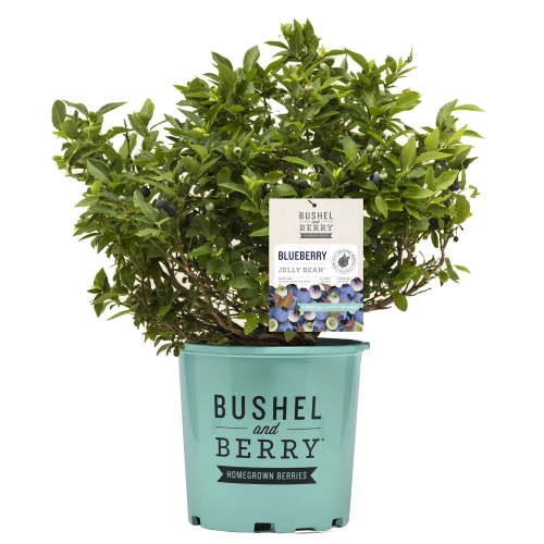 Bushel & Berry Blueberry Jelly Bean Live Shrub in 2-Gallon Grower Pot