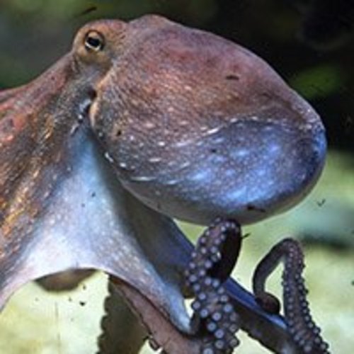 Adopt an Octopus | Symbolic Adoptions from WWF